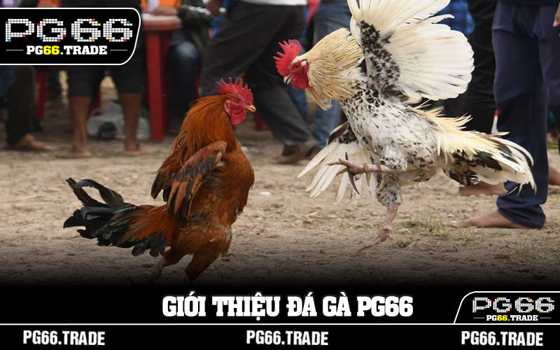Giới thiệu Đá gà PG66
