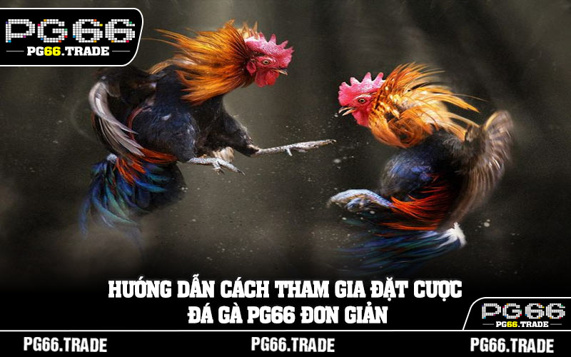 Hướng dẫn cách tham gia đặt cược đá gà PG66 đơn giản